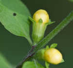 Mullein foxglove